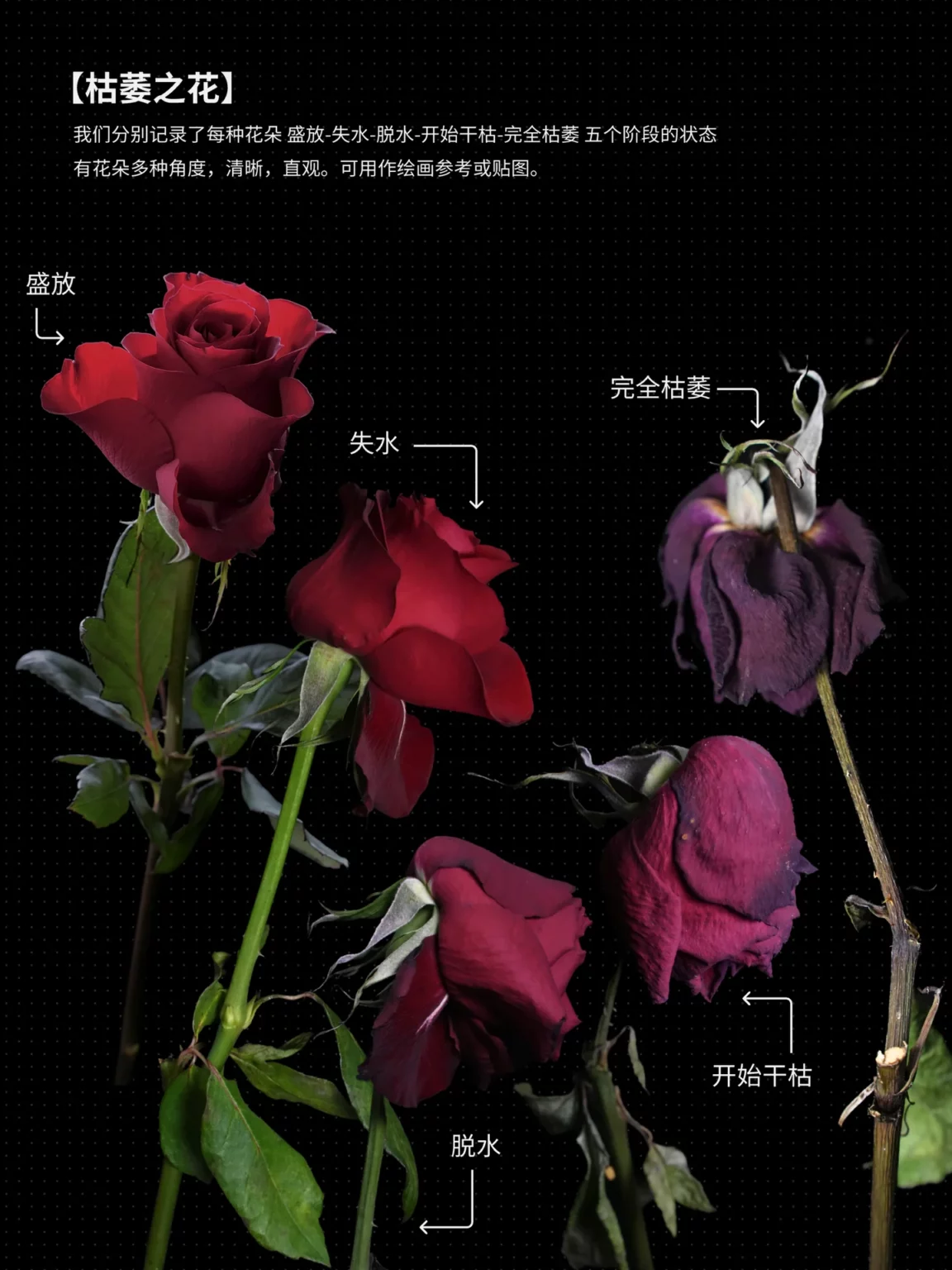 枯萎之花介绍