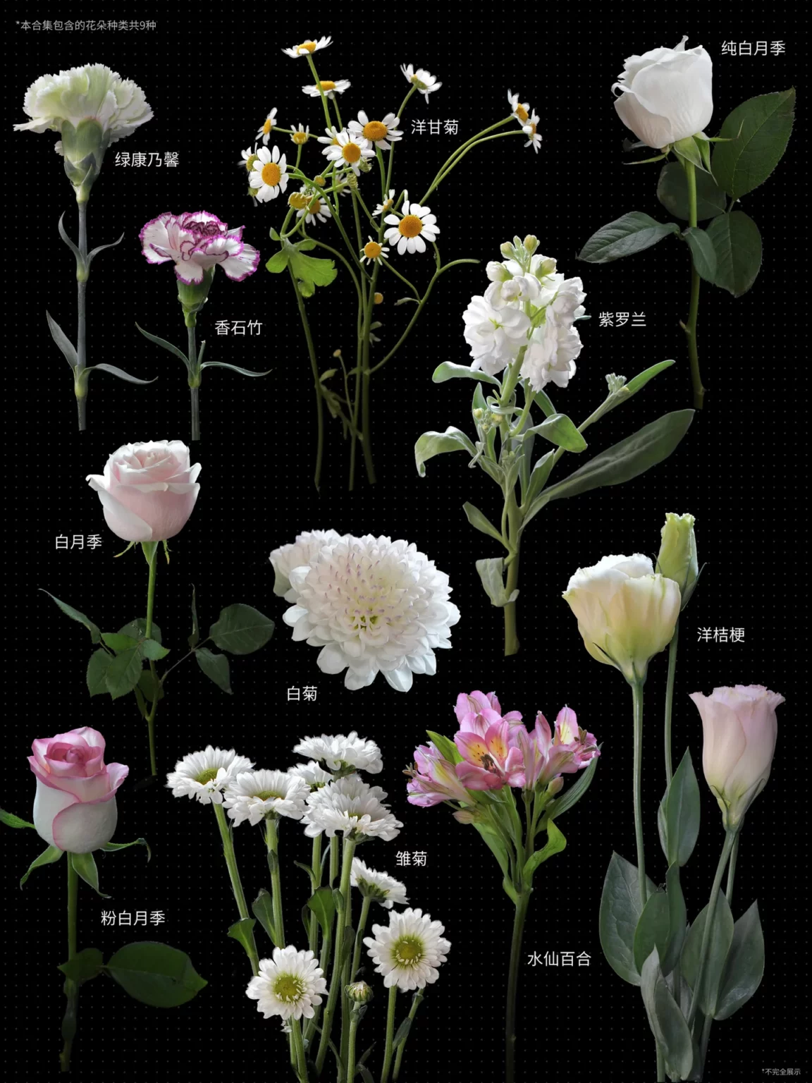 花朵种类展示