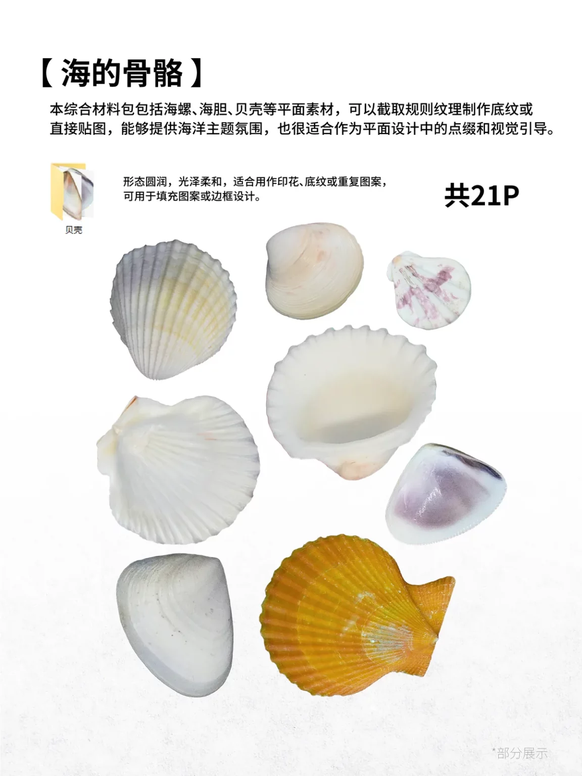 贝壳